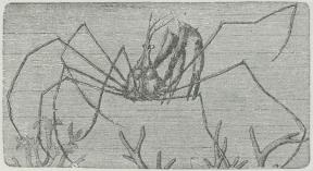 Fig. 5. Stankelbenskrabbe (Stenorhynchus).