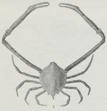 Fig. 6. Myra fugax (Familien Leucociidæ).