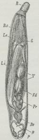 Hannen til<bEchinorhynchus<bangustatus. R Snabel<bRs Snabelskede,<bLi Ligament,<bG Nerveknude,<bLe Lemnisker,<bT Testikkel,<bVd Vas deferens,<bPr Prostatasække,<bDe Ductus<bejaculatorius, P Penis,<bB indkrænget<bBursa. Hannen til<bEchinorhynchus<bangustatus. R Snabel<bRs Snabelskede,<bLi Ligament,<bG Nerveknude,<bLe Lemnisker,<bT Testikkel,<bVd Vas deferens,<bPr Prostatasække,<bDe Ductus<bejaculatorius, P Penis,<bB indkrænget<bBursa.