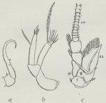 Fig. 1. Andet Par Antenner, a af<ben snyltende Copepod, b af en<bLyskrebs og c af en Flodkrebs.<bI alle Illustr. betegner ex<bEksopodit og en Endopodit og<bRomertallene Stammen.