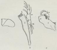 Fig. 2. Kindbakker,<ba af Apus, b af en Ostrakod<bog c af en Flodkrebs.<bk Tyggeflig.