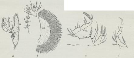 Fig. 4. Andet Par Kæber, a af en Flodkrebs, b og d af en Ostrakod, c af en Copepod, a b ki ke<bFligdannelser, m<su2</sua, m<su2</sub Endo- og Eksopodit.
