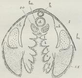 Fig. 5. Apus, Tværsnit af Legemet<bnær 7. og 8. Fodpar. h Hjerte, d<bTarm, ov Ovarier, bm Bugganglie,<bah Aandehule, s Skjold, 1—6<bFligdannelser, br Gælle, ex<bAandeplade.