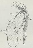 Fig. 7.<bBrystfod af Nebalia.