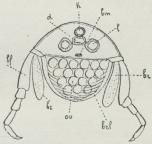 Fig. 8. Tværsnit af<bBrystregionen hos en Amfipod.<bd Tarm, h Hjerte, bm<bNervesystem, l Lever, br Gælle,<bbrl Rugeblad, ov Æg, bf<bBrystfødder.