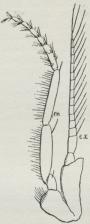 Fig. 9. Brystben af<ben Schizopod.