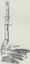 Fig. 10. Brystben af<bFlodkrebs.<bab, pob Gæller