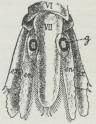 Fig. 11. Halevifte<bhos en Myside.<bg Høreblære.