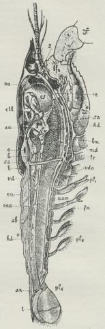 Fig. 12. Længdesnit gennem<ben Flodkrebs, oa Øjearterie,<baa Antennearterie, cth<bCephalothorax, o Hjertets<bSideklapper, h Hjerte, sa<bSternalarterie, t Testikel, vd Sædgang,<bem Bagkroppens<bStrækkemuskler, oaa øvre<bBagkropsarterie, ab Bagkrop, hd<bEndetarm, an Anus, t Telson, g<bHjerne, bf 4. Par Brystfødder,<boe Spiserør, es forreste, ps<bbageste Maveafsnit, bd<bIndmunding for Hepatopankreas<bi Maven, bm Buggangliekæde,<bmd Mellemtarm, lr Lever<b(Hepatopankreas), vdo hanlige<bKønsaabning, pl<su1</su—pl<su6</su 1.—6.<bHalefodpar, uaa nedre<bBagkropsarterie, fm Bagkroppens<bBøjemuskler.
