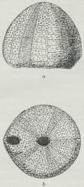 Fig 2.<bConulus vulgaris;<ba fra Siden,<bb fra neden.<b(Efter d’Orbigny).<bNaturlig Størrelse.