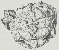 Fig. 3. Dromia rugosa, en Krabbe fra Fakse-Kalken<b(Efter Fischer-Benzon). Naturlig Størrelse.