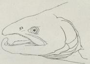 Kroglaks.