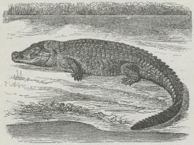 Fig. 1. Nil-Krokodille (Crocodilus niloticus).