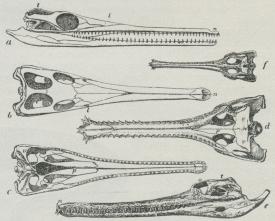 Fig. 2. a b c Hoved af en Jura-Gavial, set fra Siden, oven<bog neden; d e af en nulevende Gavial, set fra Siden og<bneden; f af en Gavial-Unge for at vise Forskellen i de indre<bNæsebors Leje (n ydre Næsebor, n’ indre, o Øjehulerne,<bt de øvre Tindinghuler, t’ de nedre, l Taarehulen, p<bGanebenene, v Vingebenene).