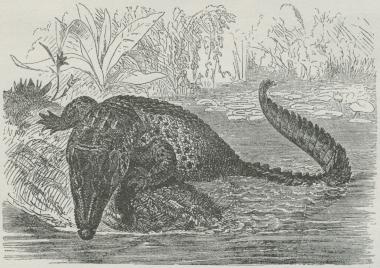 Fig. 3. Krokodille (Crocodilus porosus).