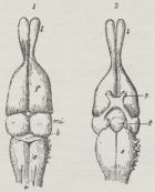 Fig. 1. Hjerne af et Firben, set<bovenfra (1) og nedenfra (2),<bl Lugtekolbe, f For-, mi Midt-,<bb Bag-, e Efterhjerne, r<bRygmarv, s Synsnerve, t<bHjernevedhænget. I 1 ses Kongelen<bforan Midthjernen.