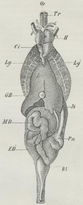 Fig. 3. Indvolde af et Firben.<bOe Spiserør, M Mave, MD<bMellemtarm, ED Endetarm, L Lever,<bGB Galdeblære, Pn Pankreas,<bBl Urinblære, Lg Lg<su1</su Lungerne,<bH Hjerte, Ci Vena cava inferior,<bTr Luftrør.