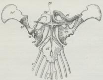 Fig. 4. Brystben og Skulderbælte af et Firben (Lacerta)<budbredt. Skulderbladet bøjer sig i Virkeligheden stærkt<bbagud; højre Nøgleben borttaget, a Ledskaal for<bOverarmsben, cl Nøgleben, co Ravnenæbsben, co&rsquo; brusket Del<baf samme, ep Forbrystben, r Ribben, sc Skulderblad, sc&rsquo;<bbrusket Del af samme, st Brystben.