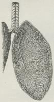 Fig. 8. Lunge af en<bØgle, gennemskaaret<bpaa langs.