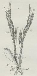 Fig. 10. Hunlige<bKønsapparat af et Firben<bN Nyrer, Ur<su1</su Ureters<bUdmunding i Kloaken Cl, B<bUrinblære, B<su1</su dennes<bHals, R Endetarm, R<su1</su<bdennes Indmunding i<bKloaken, Ov Ovarium, Od<bOvidukt, der udmunder i<bKloaken ved Od<su1</su.