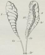 Fig. 11. Ekskretionsorganer af en Varan. Højre Nyre<bi naturlig Stilling, venstre drejet om, saa at man ser<bSG Samlegangene og Ur Ureter, Ur<su1</su Ureters<bUdmunding i Kloaken, N Nyrerne, Urinblæren udeladt.