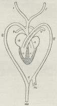 Fig. 12. Skema af Hjertet<bog Arteriebuerne hos en<bKrokodil. a og a højre<bog venstre Forkammer, v<bog v<su1</su højre og venstre<bHjertekammer, 1, 1<su1</su<bHovedpulsaarerne (Arteriebuerne Nr. 1), 2, 2<sul</su højre<bog venstre Aortabue<b(Arteriebuerne Nr. 2), c den<btynde Del af 2<su1</su, efter at<bdenne har afgivet m til<bTarmkanalen, 4, 4<su1</su<bLungepulsaarerne (Arteriebuerne Nr. 4), ao Storpulsaare<b(Aorta).