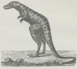 Fig. 13. En Theropod (Lælaps), restaureret.