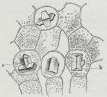 Fig. 2. Del af Bladkødet af Bulmeurt med<bKrystaller af oksalsur Kalk.