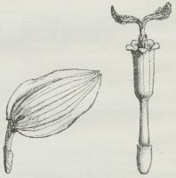 Fig. 4. Randblomst og Skiveblomst af Georgine.