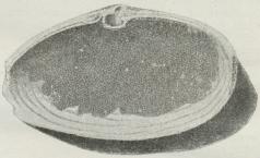 Fig. 3. Æg af den lyse Kulling paa<bSandmuslingens Skal.