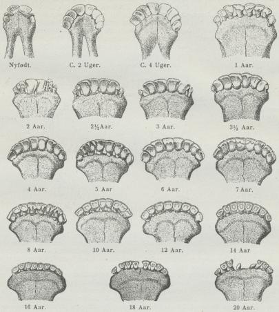 Fig. 2. Fortænder af Kvæg i forsk. Alder (Wilckens).