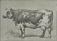 Fig. 12. Normannisk Ko (Landmandsbogen).