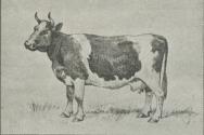 Fig. 13. Bretagne-Ko (Landmandsbogen).