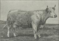 Fig. 14. Charolais-Ko (Journ. d’agricult. pratique).