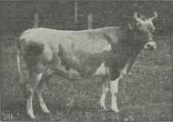 Fig. 15 Guernsey-Ko (C. Reid fot.).