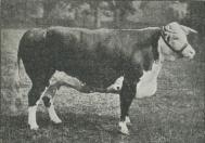 Fig. 16. Hereford-Ko (C. Reid fot.)