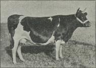 Fig. 21. Jysk Ko af Malkerace. Fig. 21. Jysk Ko af Malkerace.