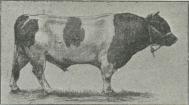 Fig. 22. »Sø IV«. Jysk Tyr af det »tætte« Slag. Fig. 22. »Sø IV«. Jysk Tyr af det »tætte« Slag.