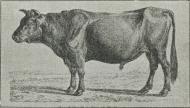 Fig. 23. »Kongepræmietyren« fra Gunderslevholm.<b1850—1860. Rød Tyr af Malkerace.
