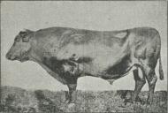 Fig. 24. »Stamfaderen«, Tyr af rød dansk<bMalkerace.