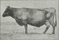 Fig. 25 »Moerfyn«, Ko af rød dansk Malkerace.