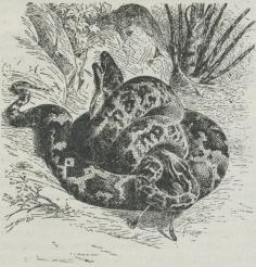 Fig. 1. Tigerslange (Python molurus).