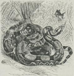 Fig. 2. Kongeslange (Boa constrictor).