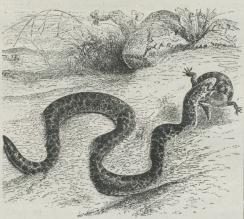 Fig. 3. Sandkvælerslange (Eryx jaculus). Fig. 3. Sandkvælerslange (Eryx jaculus).