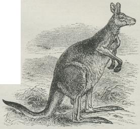Fig. 1. Kæmpekænguru (Macropus giganteus).