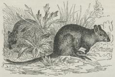 Fig. 2. Kængururotte (Hypsiprymnus murinus). Fig. 2. Kængururotte (Hypsiprymnus murinus).