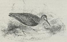 Kærløber (Limicola platyrhyncha).