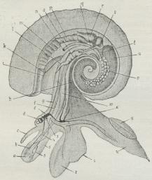 Fig. 1. Atlanta Peronii. a Svælg, b Svælgganglie,<bc Tentakel, d Øje, e Hjerneganglie, h Muskel, i, k<bLugteorgan, l Vagina, m Gælle, n Gat, o Uterus, p<bNyre, f, q, t forsk. Arterier, r Forkammer, s<bHjertekammer, u Lever, v Ovarium, w Mave, x Fodganglie,<by Laag, z bageste Afsnit af Foden, 1 Sugeskaal, 2 Fod,<b3 Høreorgan, 4 Spiserør, 5 Snude, 6 Spytkirtel.