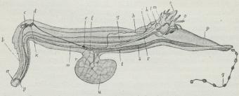Fig. 2. Pterotrachea coronata, a Svælg, b Snude, c Øje, d Hjerneganglie,<bf, r, t, v, w forsk. Arterier, g Tarm, e, i forsk. Nerveknuder, k Lugteorgan,<bl Hjertekammer, m Forkammer, n Gat, o Gælle, p bageste Afsnit af Foden,<bq Vedhæng til denne, x Høreorgan, u forreste Del af Foden (»Kølen«).