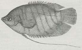 Fig. 3.<bGourami (Osphromenus olfax).